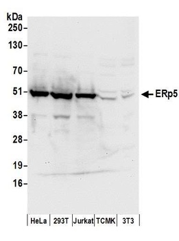 Rabbit anti-ERp5 Antibody