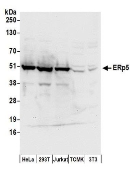 ERp5 Antibody