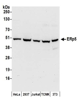 Rabbit anti-ERp5 Antibody
