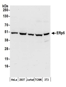 ERp5 Antibody