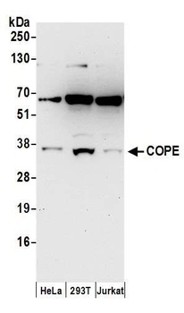 Rabbit anti-COPE Antibody