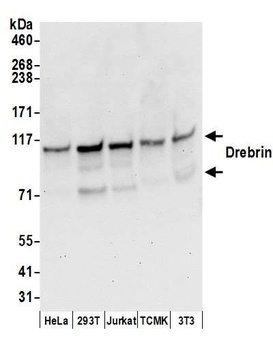 Rabbit anti-Drebrin Antibody