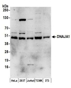 DNAJA1 Antibody