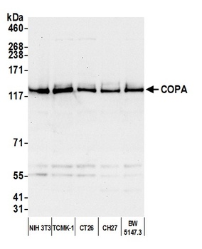 COPA Antibody