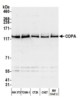 Rabbit anti-COPA Antibody
