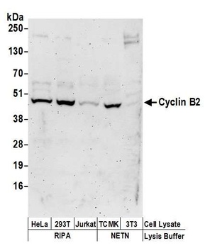 Cyclin B2 Antibody