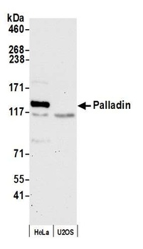 Rabbit anti-Palladin Antibody