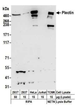 Rabbit anti-Plectin Antibody
