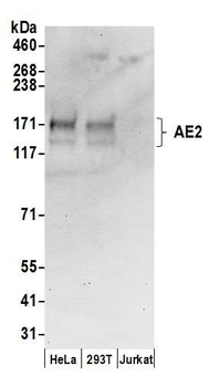 AE2 Antibody