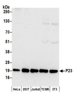 P23 Antibody