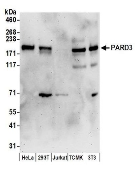 Rabbit anti-PARD3 Antibody