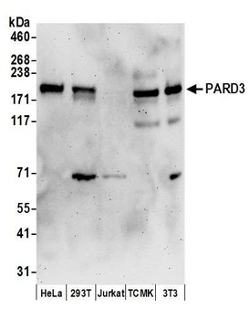 PARD3 Antibody