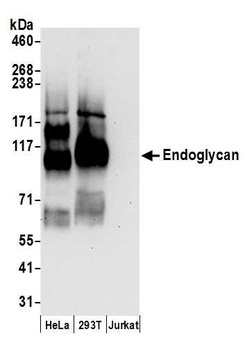 Endoglycan Antibody