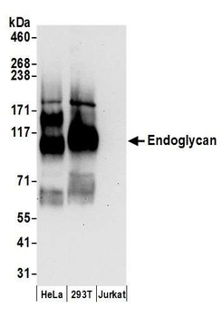 Rabbit anti-Endoglycan Antibody
