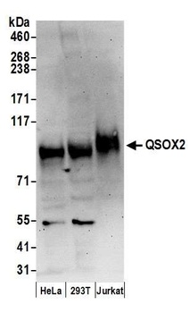 QSOX2 Antibody