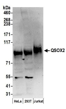 Rabbit anti-QSOX2 Antibody