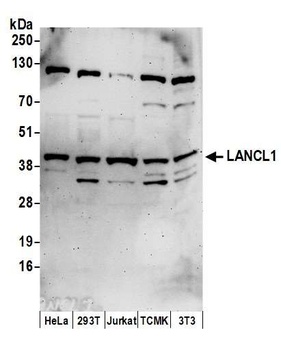 LANCL1 Antibody