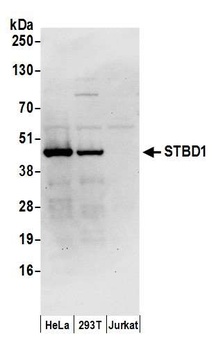 STBD1 Antibody