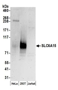 Rabbit anti-SLC6A15 Antibody