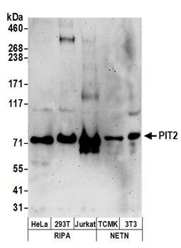 Rabbit anti-PIT2 Antibody