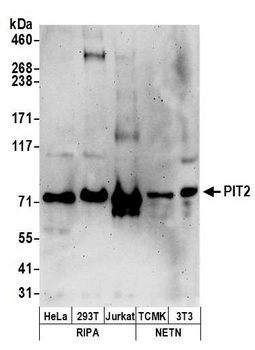 PIT2 Antibody