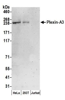 Rabbit anti-Plexin-A3 Antibody