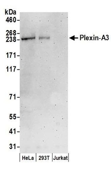 Plexin-A3 Antibody