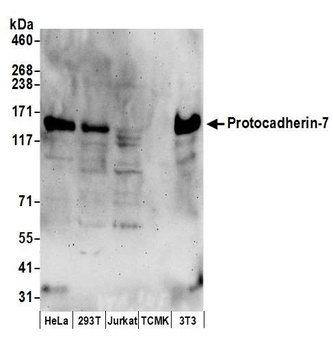 Protocadherin-7 Antibody