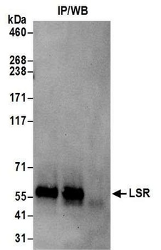 Rabbit anti-LSR Antibody