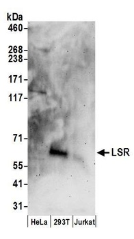 LSR Antibody