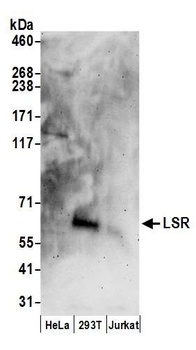 Rabbit anti-LSR Antibody
