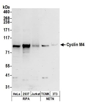 Cyclin M4 Antibody