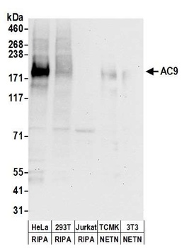 Rabbit anti-AC9 Antibody