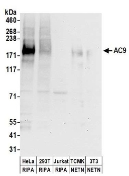 AC9 Antibody