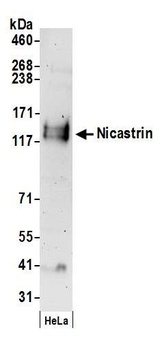 Nicastrin Antibody