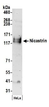 Rabbit anti-Nicastrin Antibody