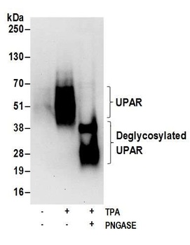 UPAR Antibody