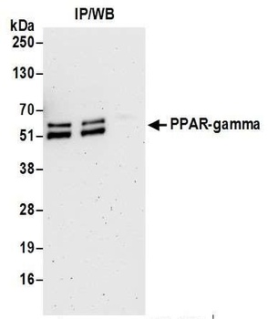 PPAR-gamma Antibody