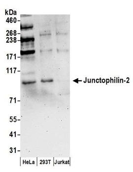 Rabbit anti-Junctophilin-2 Antibody