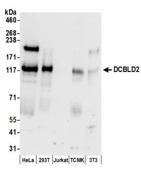DCBLD2 Antibody