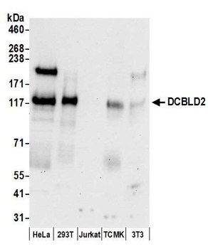 Rabbit anti-DCBLD2 Antibody
