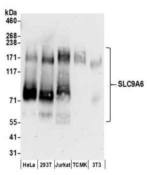 Rabbit anti-SLC9A6 Antibody
