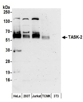Rabbit anti-TASK-2 Antibody