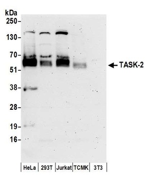 TASK-2 Antibody