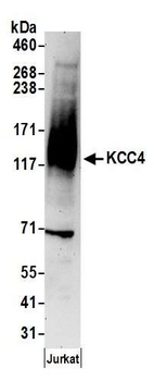 KCC4 Antibody