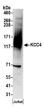 Rabbit anti-KCC4 Antibody