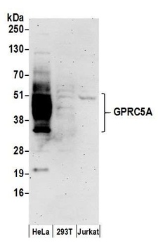 Rabbit anti-GPRC5A Antibody