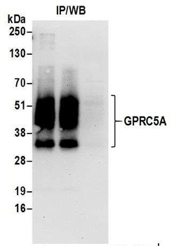Rabbit anti-GPRC5A Antibody