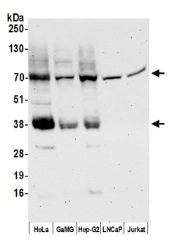 Rabbit anti-MCT4 Antibody