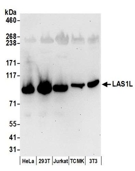 LAS1L Antibody